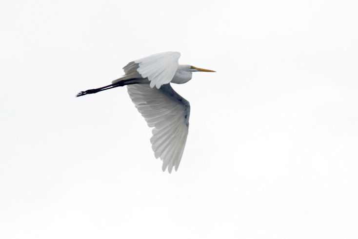 Great Egret, Photo Credit (c) Thomas Lux 2009